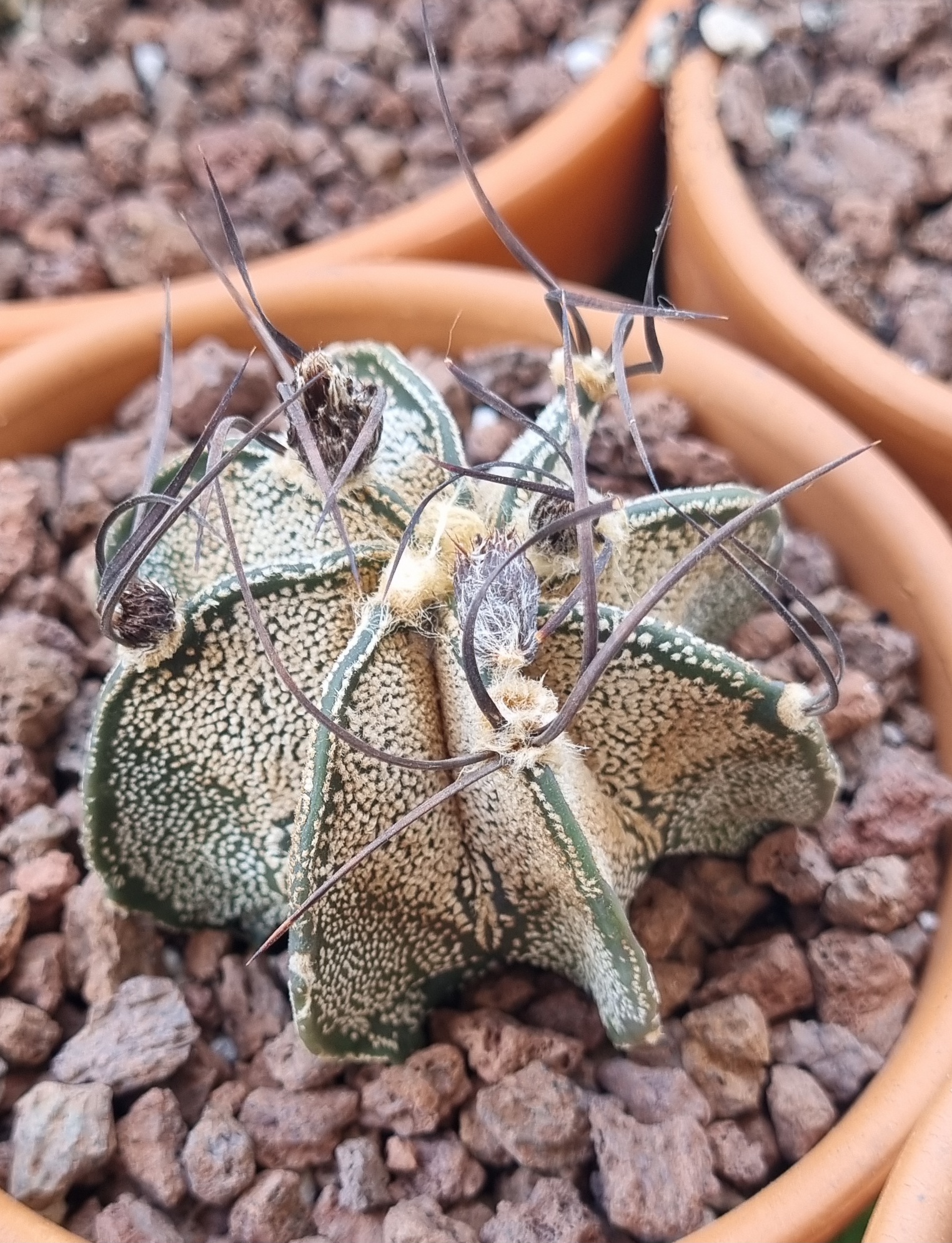 Astrophytum _2.jpg