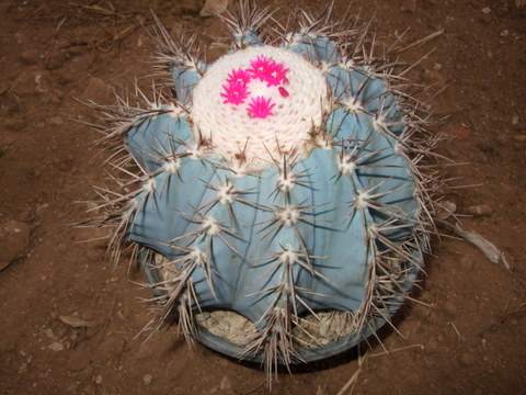 melocactus azureus 2.jpg