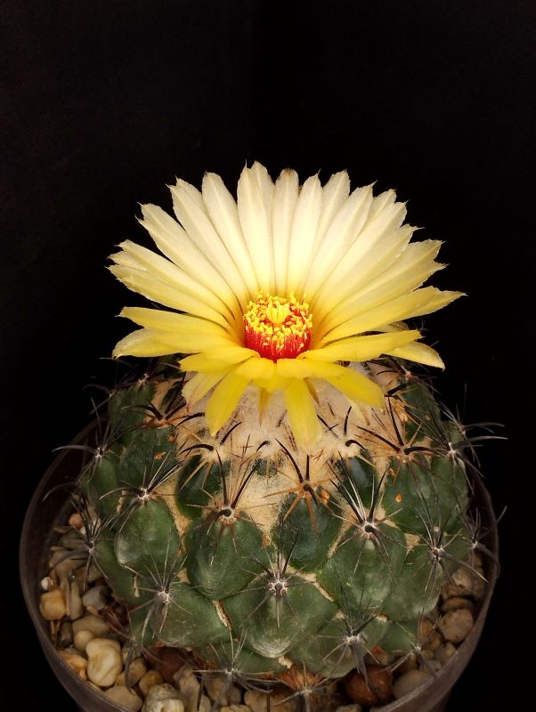 Coryphantha calipensis