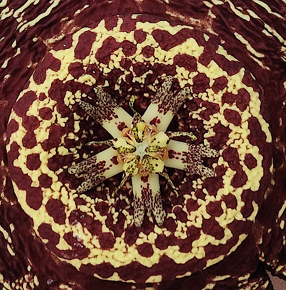 Corona de Orbea variegata 2