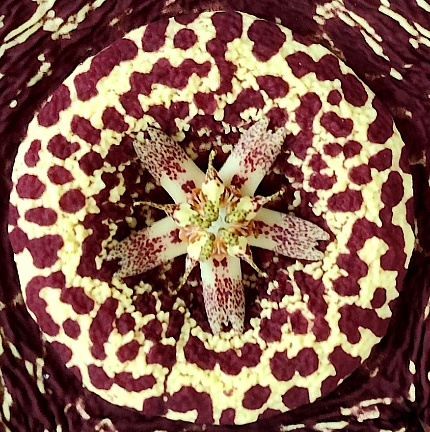 Corona de Orbea variegata 1