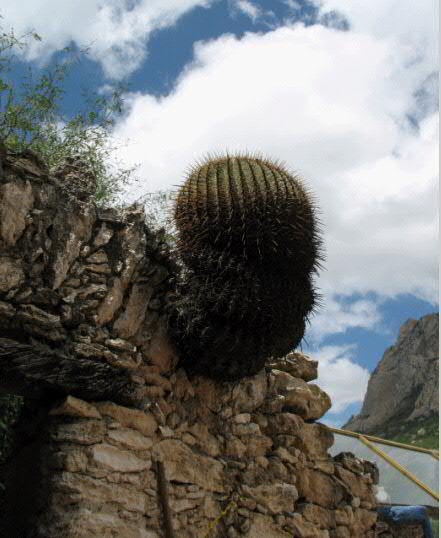 Ferocactus Histrix?