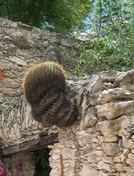 Ferocactus Histrix?