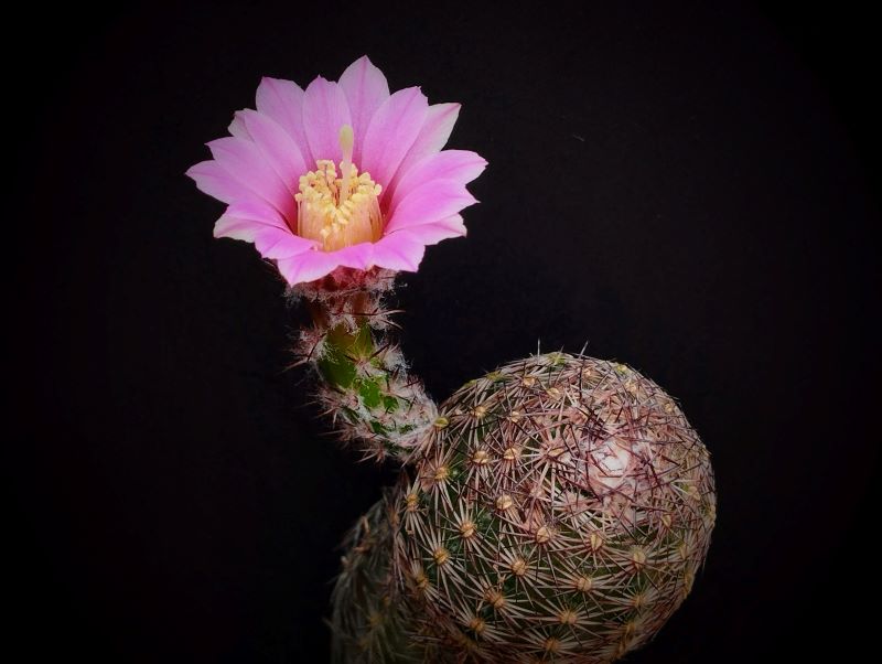 Echinocereus adustus