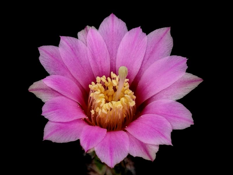 Echinocereus adustus