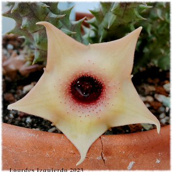 Ésta es una Huernia comprada a proveedor como Huernia Emesesi