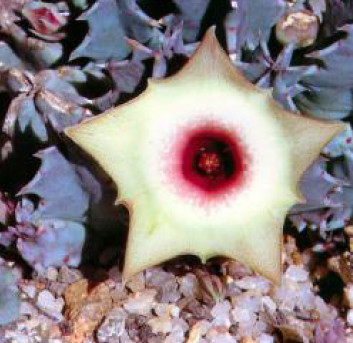 Esto es una captura de pantalla del Bruyns de una Huernia humilis