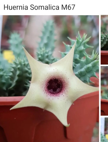 otra página de venta como Huernia somalica M67