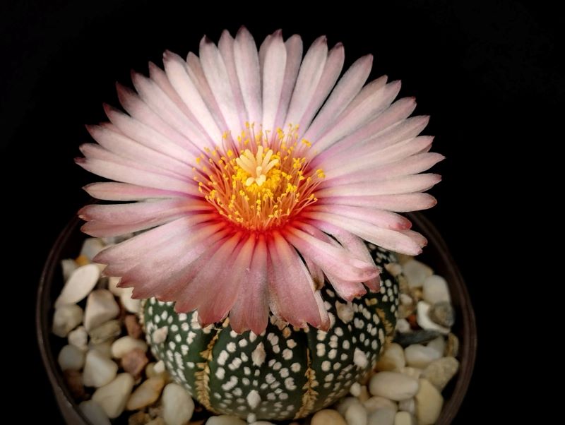 Astrophytum asterias cv Super Kabuto (flor rosa=
