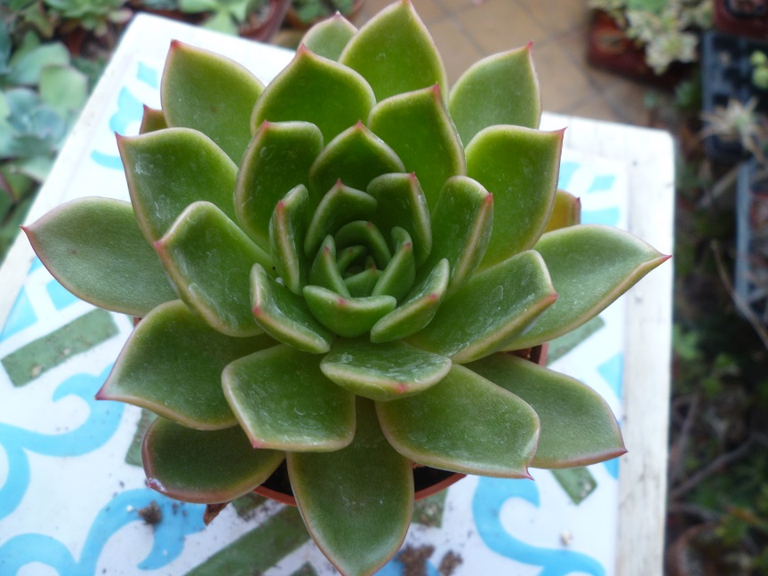 Echeveria Mira.JPG