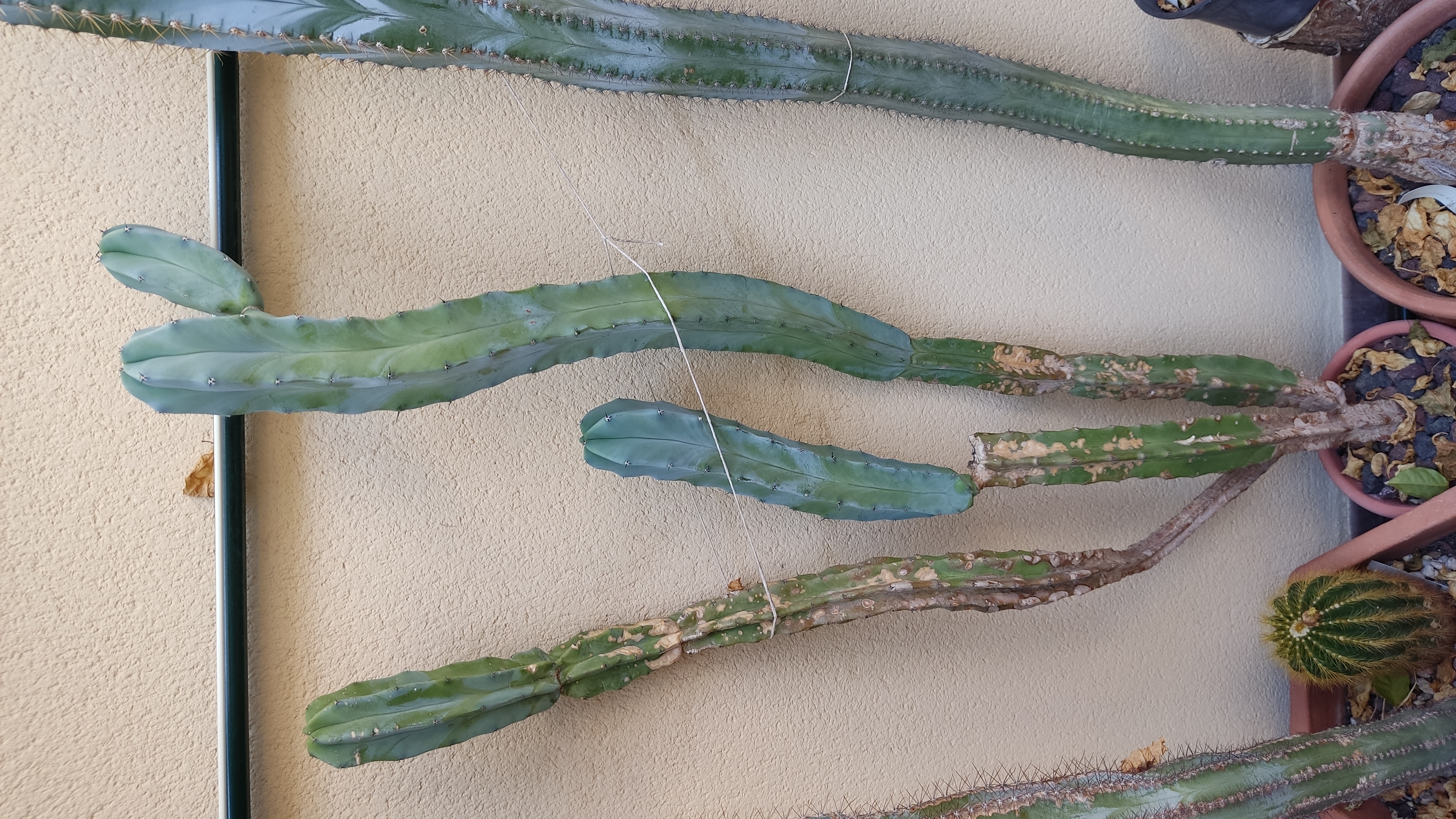 Myrtillocactus geometrizans