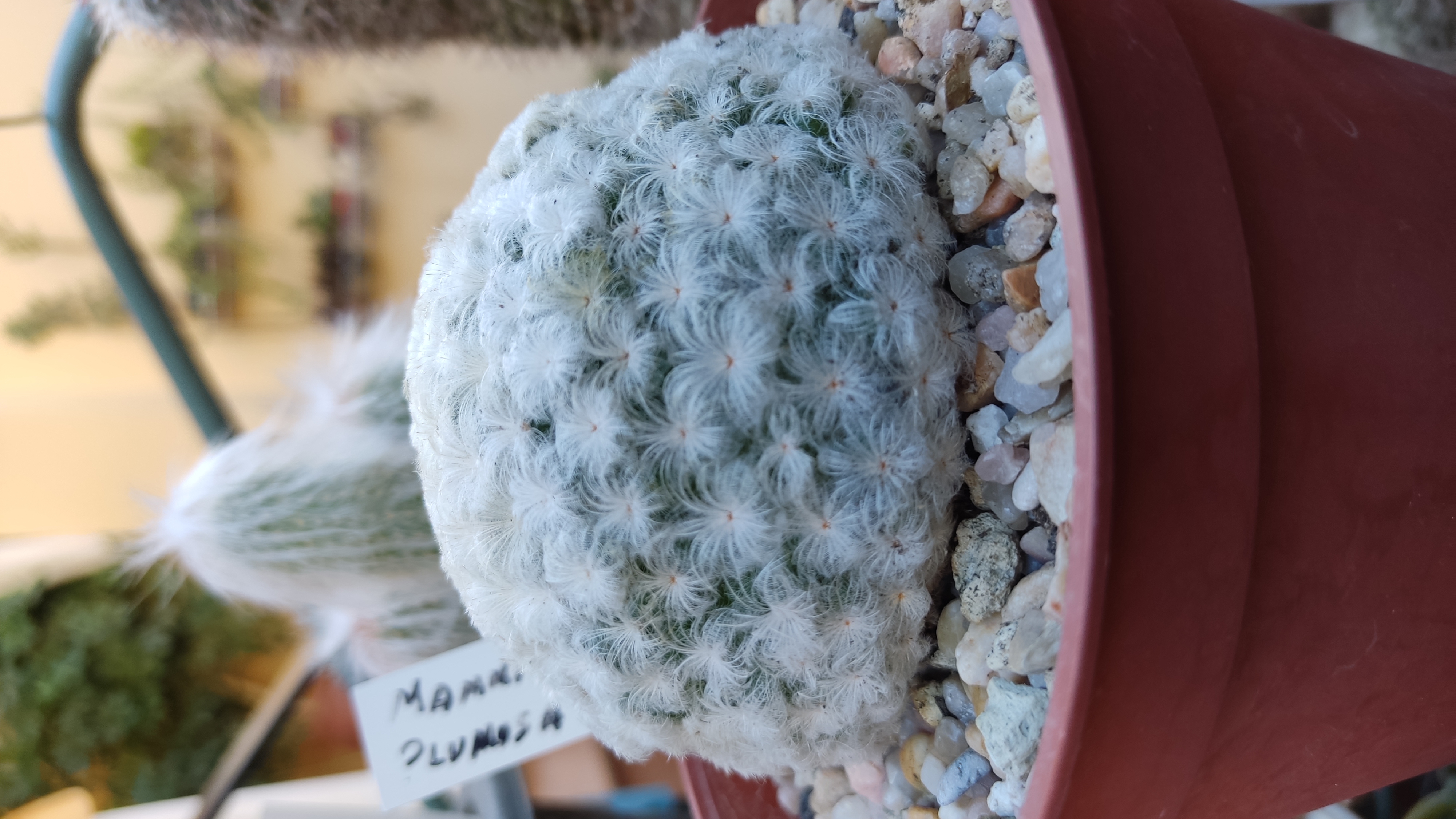 Mammillaria plumosa