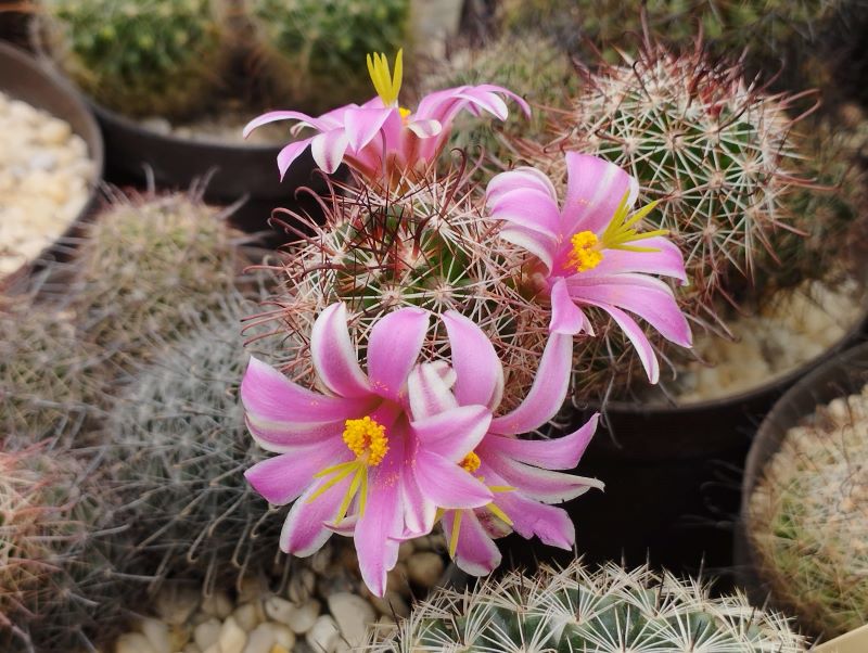 Mammillaria californica