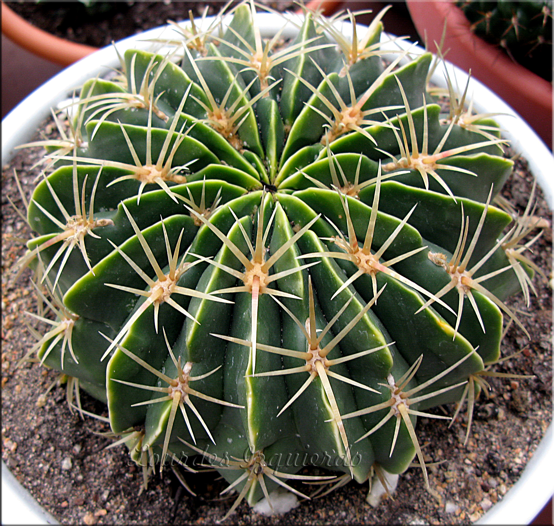 Ferocactus macrodiscus