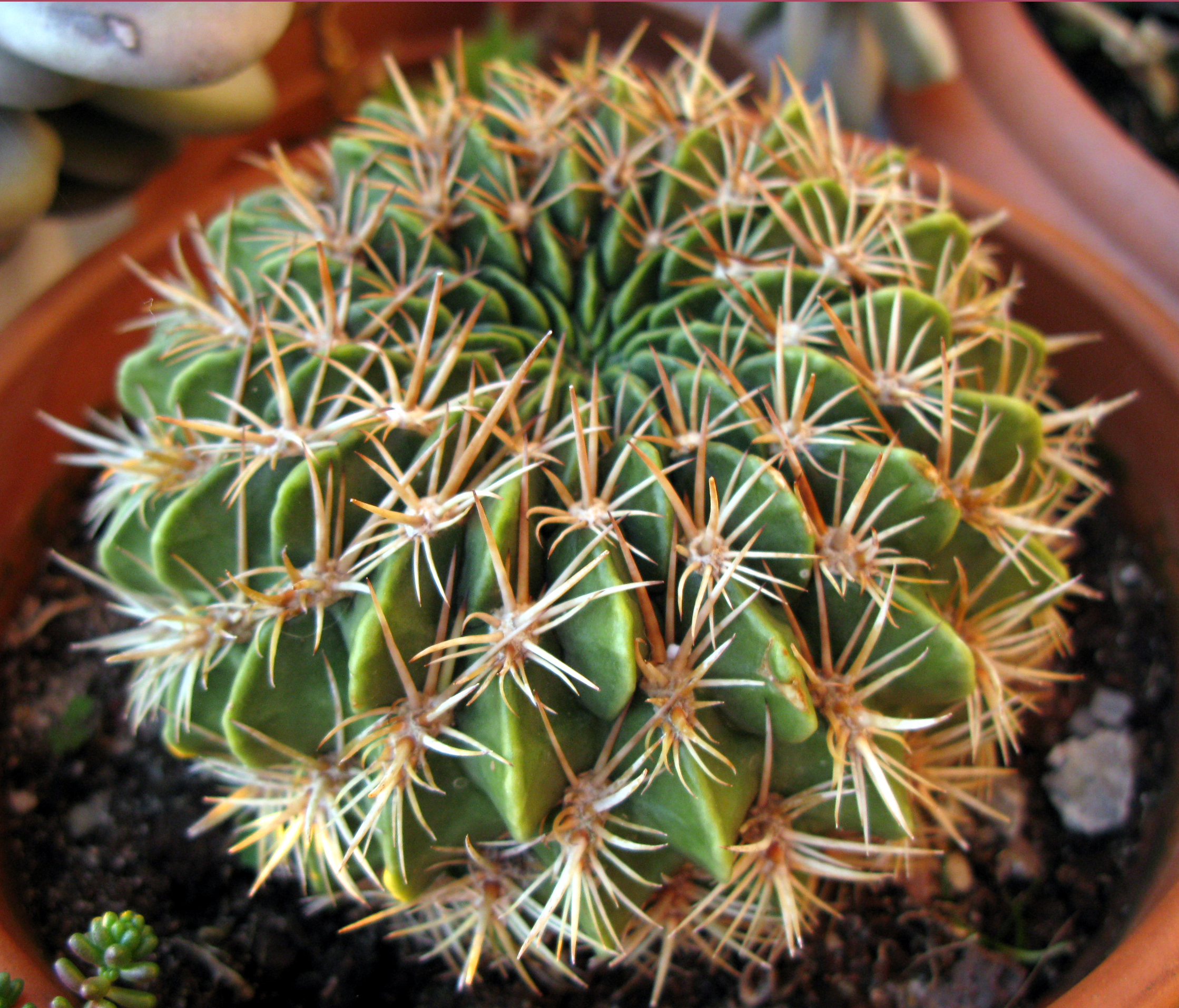 Echinopsis ( Lobivia ) cinnabarina....ésta no era fácil de encontrar y por supuesto venía identificada , era de Agroideas