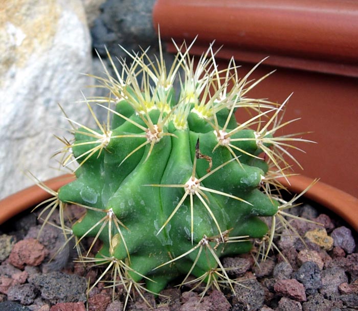 un F glaucescens joven para darnos cuenta de lo que pueden cambiar los feros