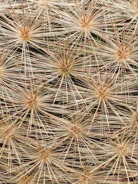 Detalle espinación Mammillaria candida