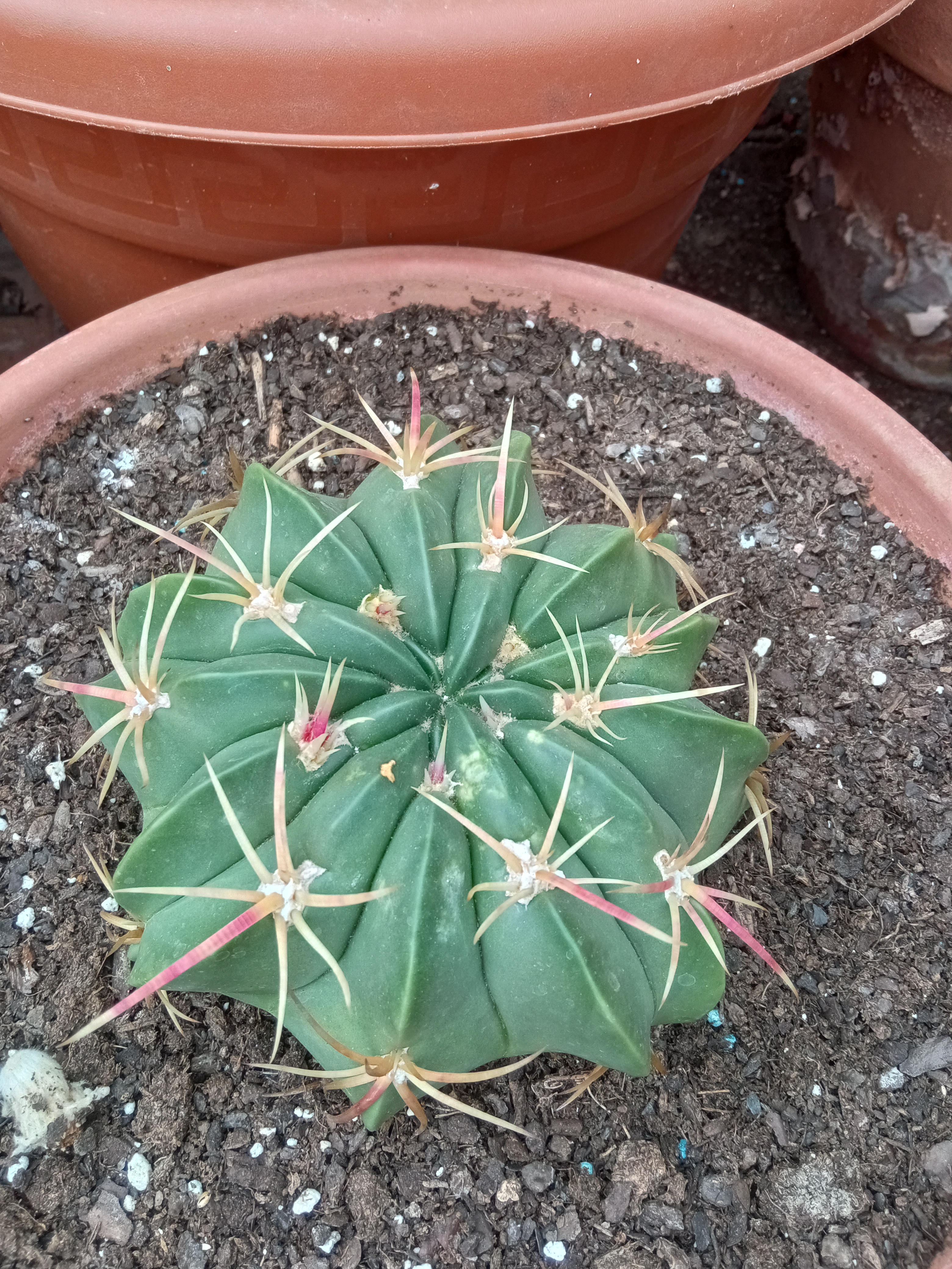 8 ferocactus macrodiscus 10-45.jpg