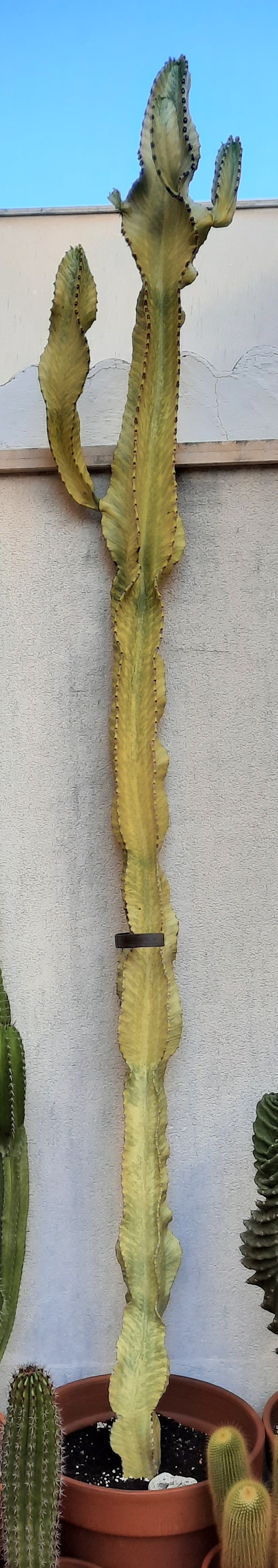 Euphorbia Ingens Variegata