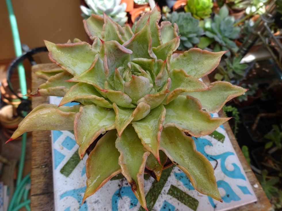 Echeveria Madiba.JPG