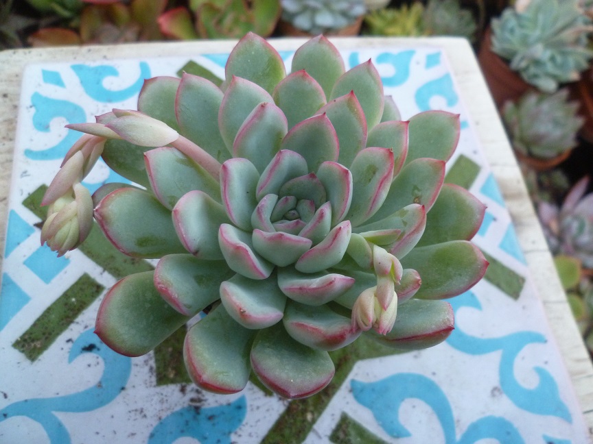 Echeveria Pink Edge 10.JPG