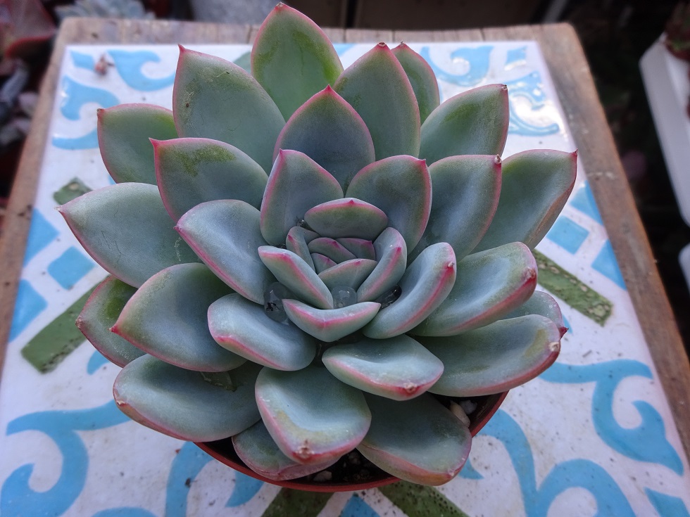 Echeveria Selena by Chang-jo & Air-magic 9.JPG