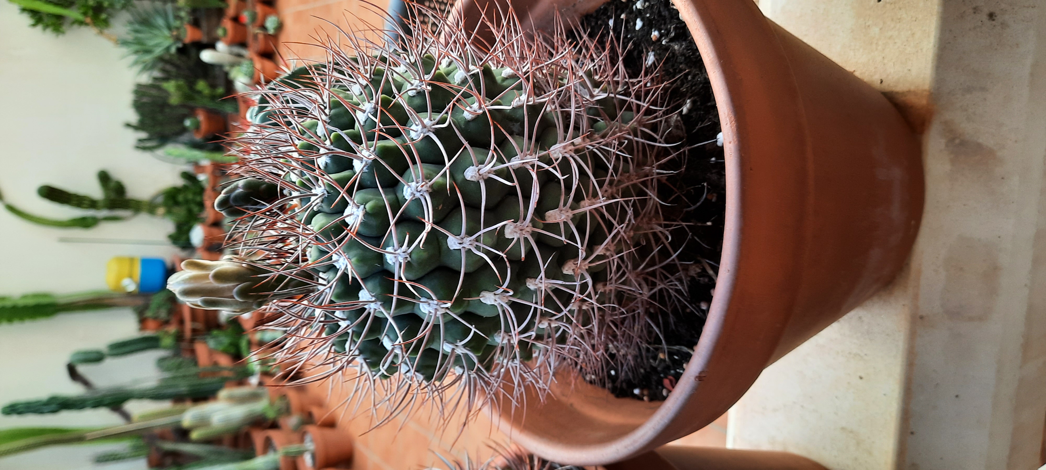 gymnocalycium saglionis