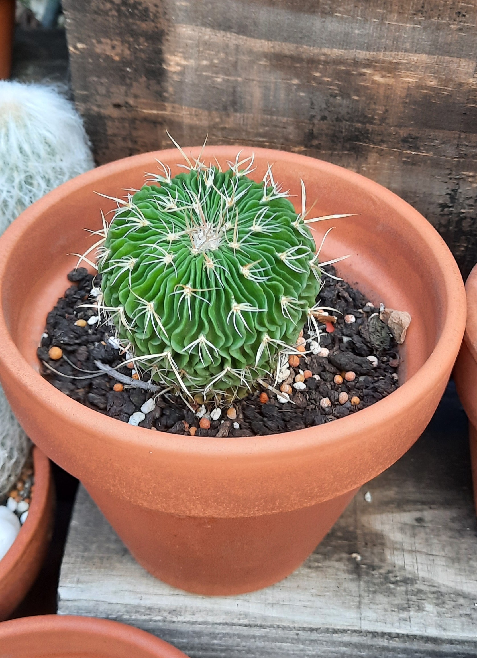 STENOCACTUS CRISPATU