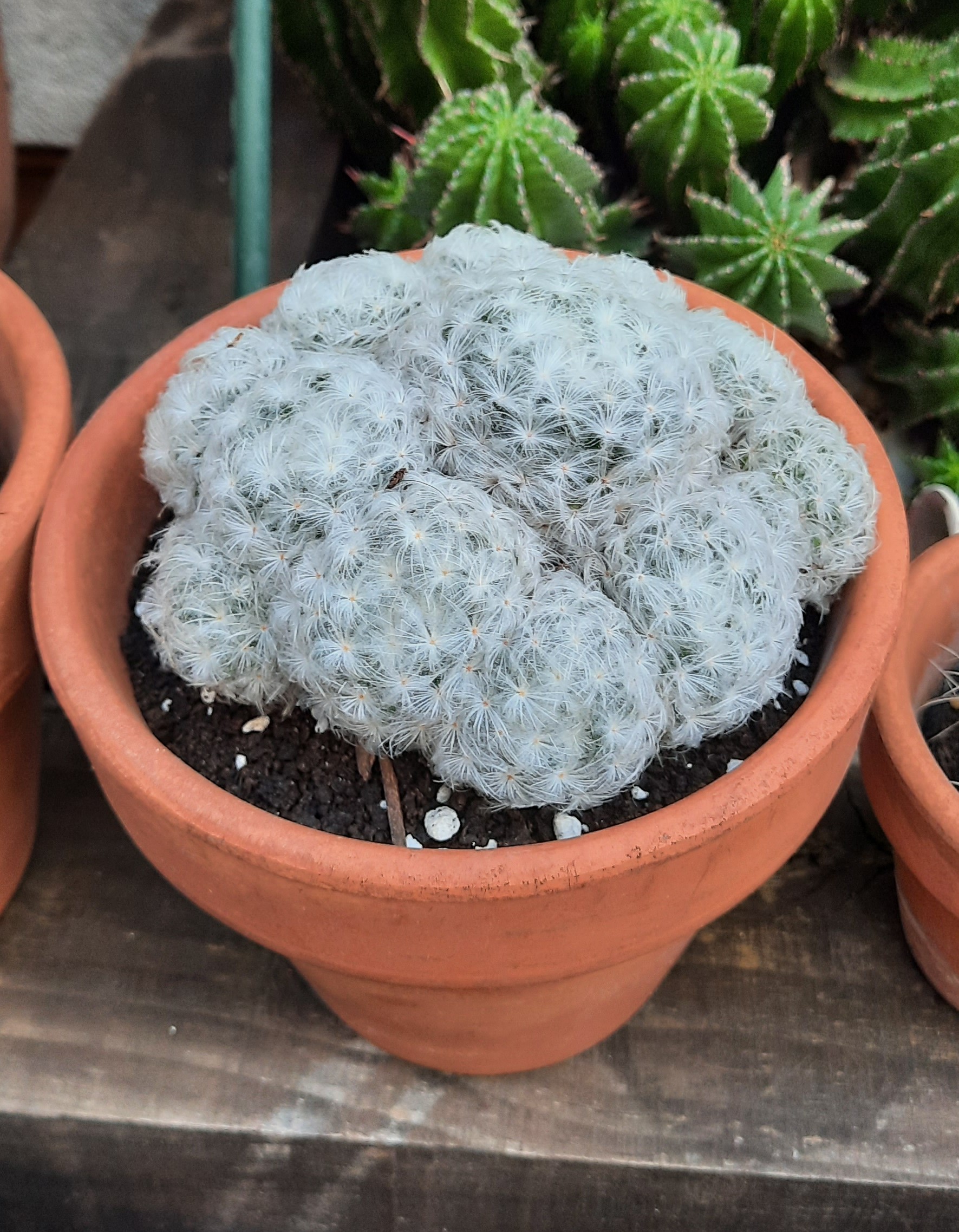 Mammillaria plumosa