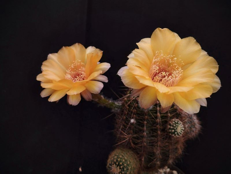 Lobivia/Echinopsis aurea v dobeana o Lobivia chrysantha (?)