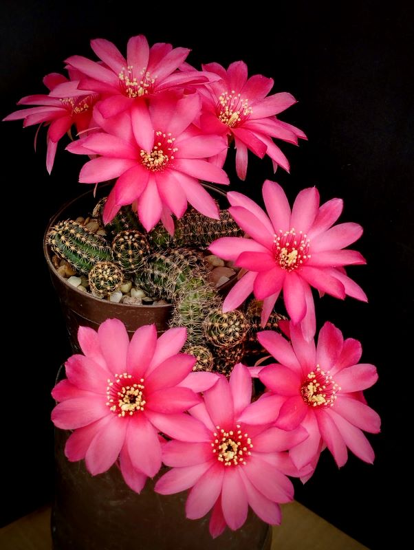 Chamaelobivia híbrido "Cheo"