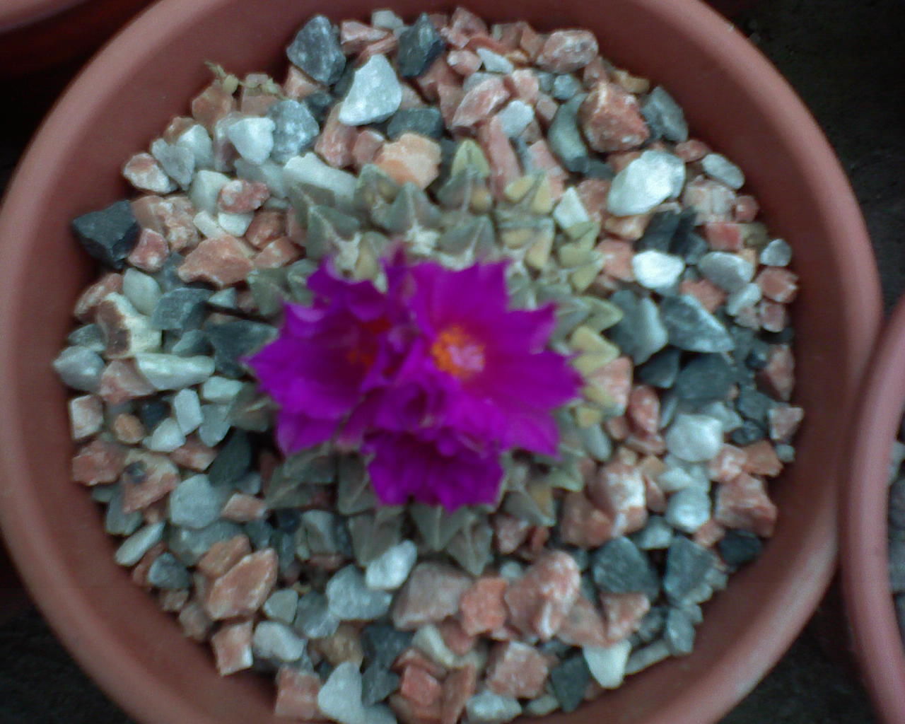 Ariocarpus kotcho en floracion...
