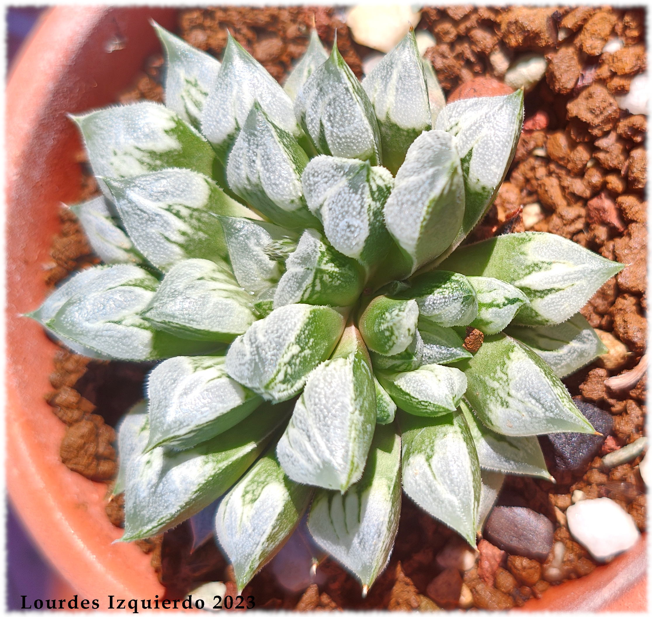 Haworthia Love Heart