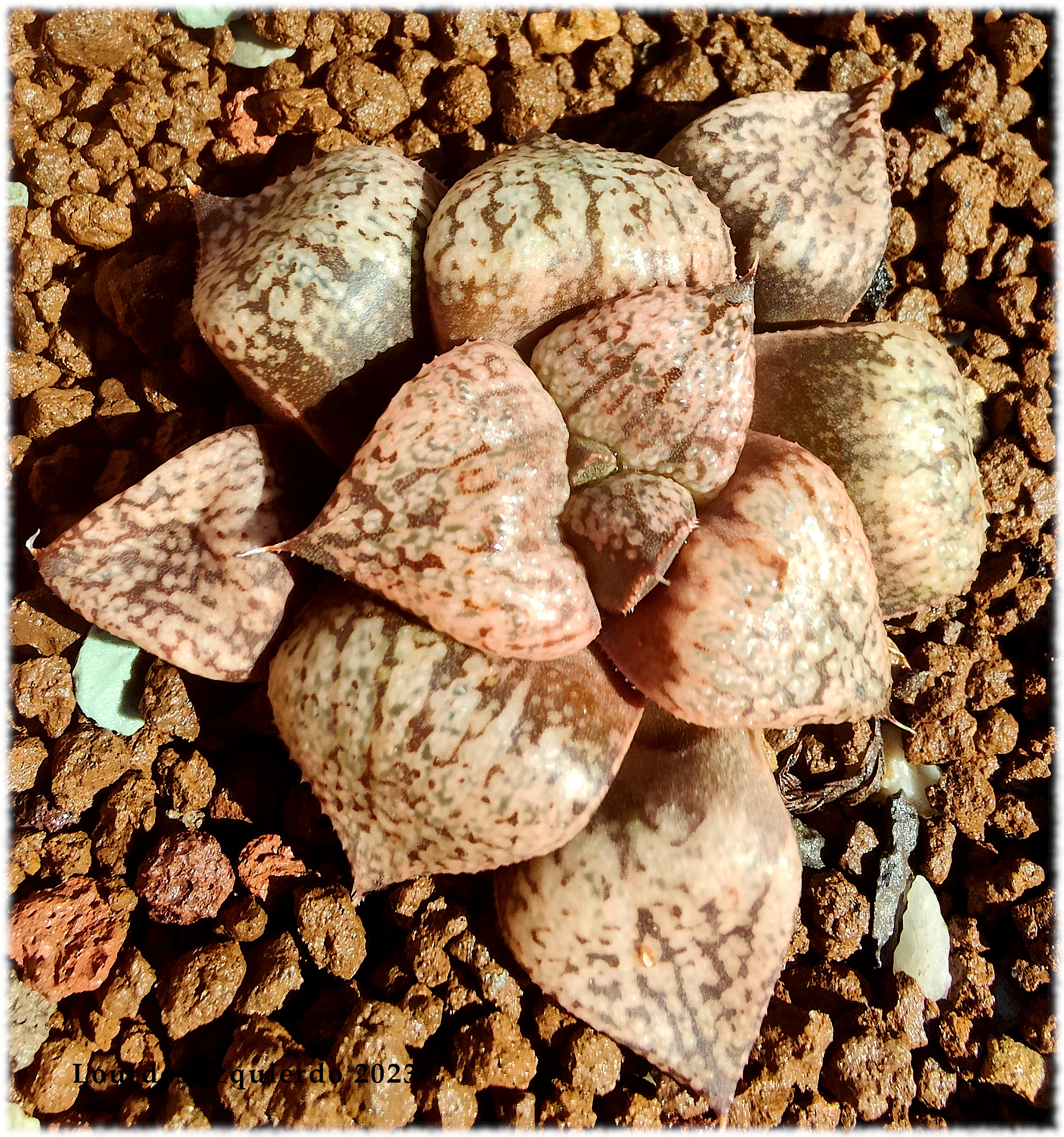 Haworthia picta cv. Teresa