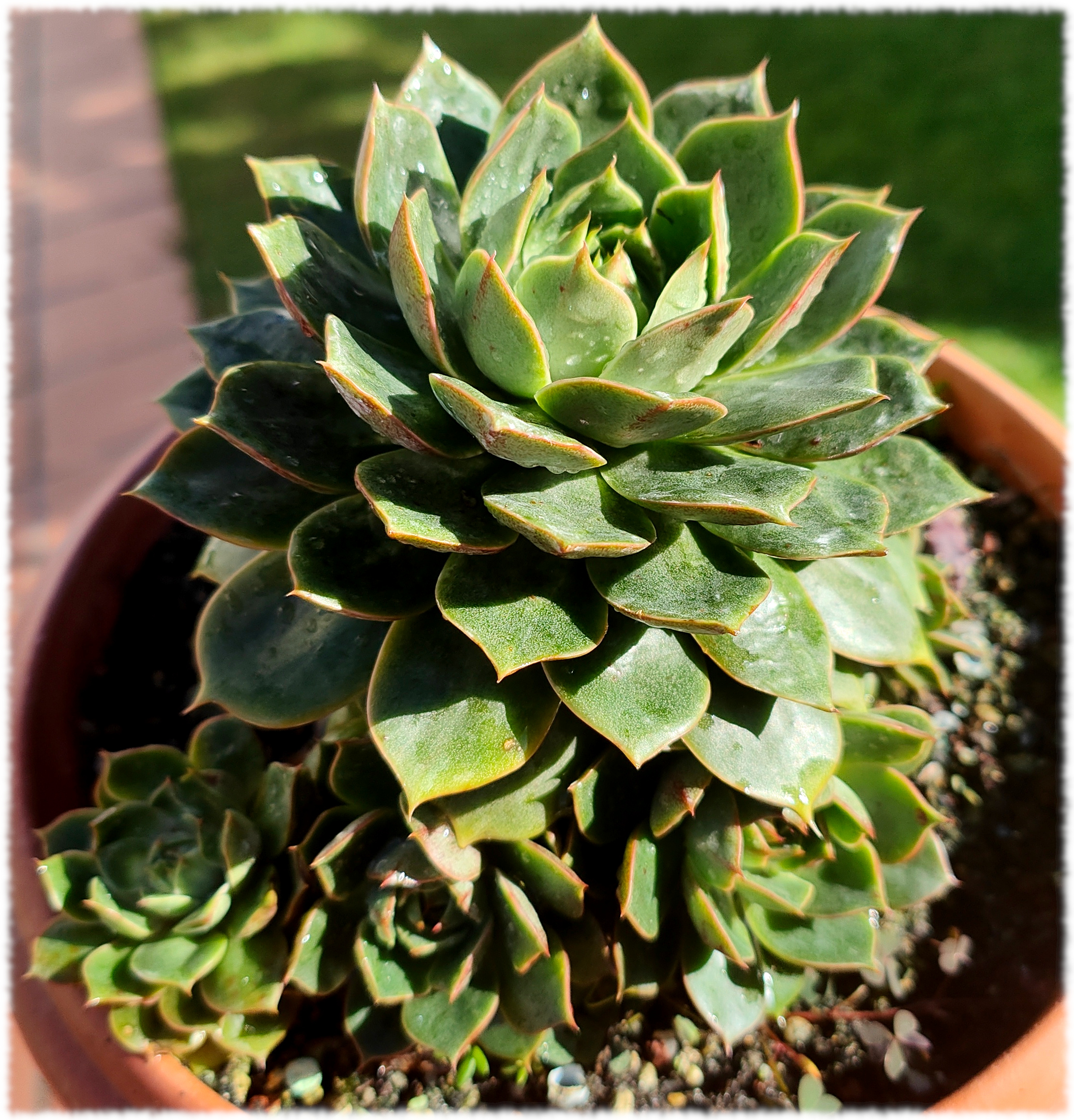 Echeveria Fabiola