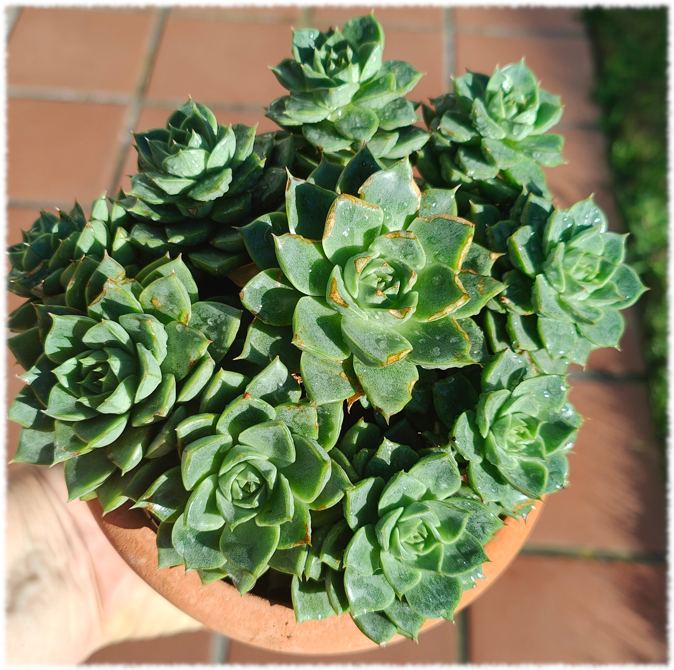 Echeveria x parva