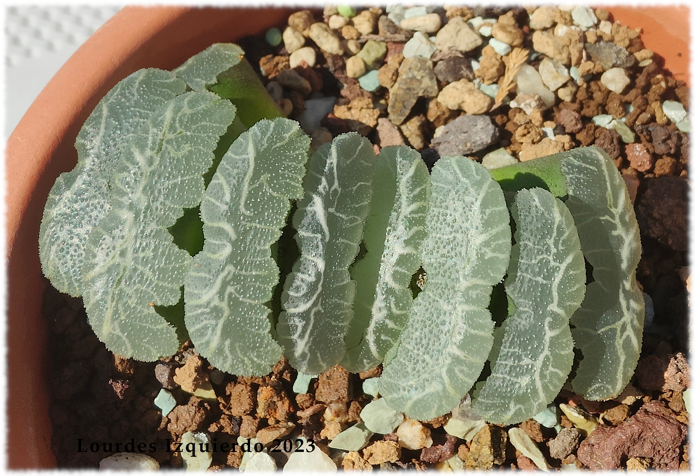 Haworthia truncata Tai Sui