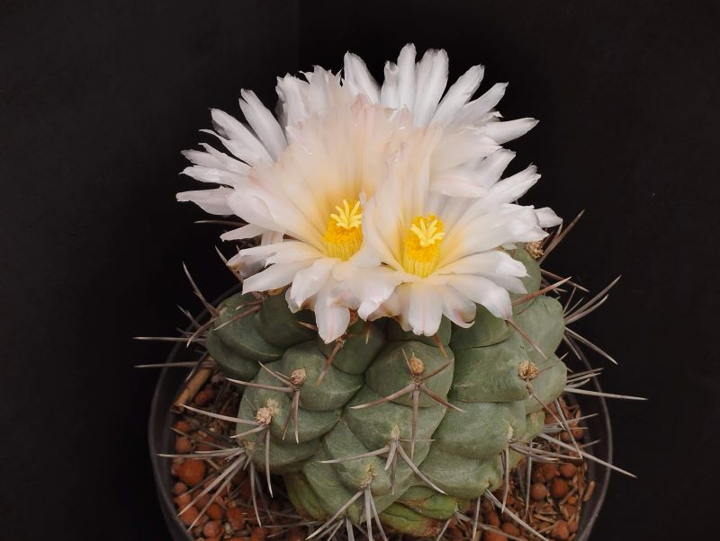 Thelocactus hexaedrophorus ssp lloydii