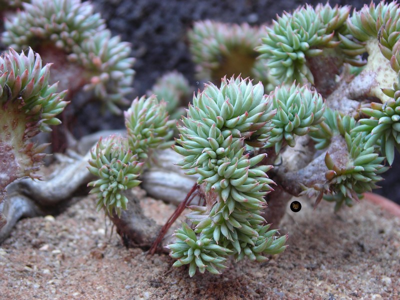 Sedum sediforme f. crestata - Suculentas-.jpg