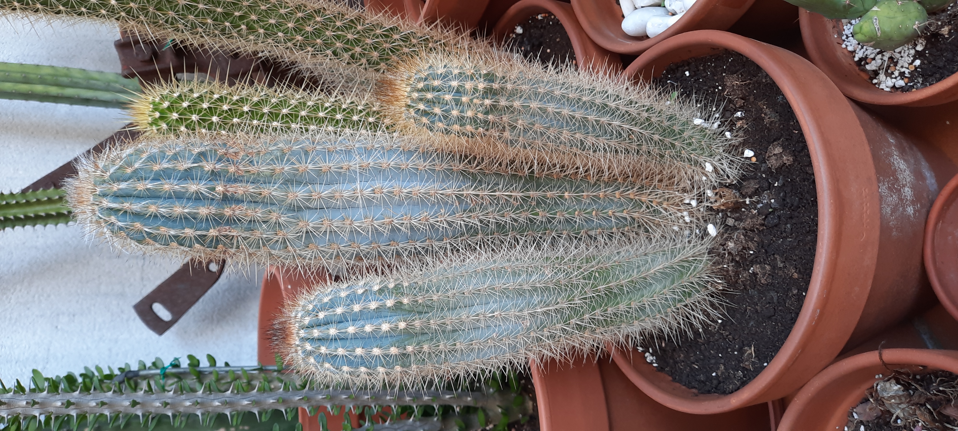 Pilosocereus gounellei