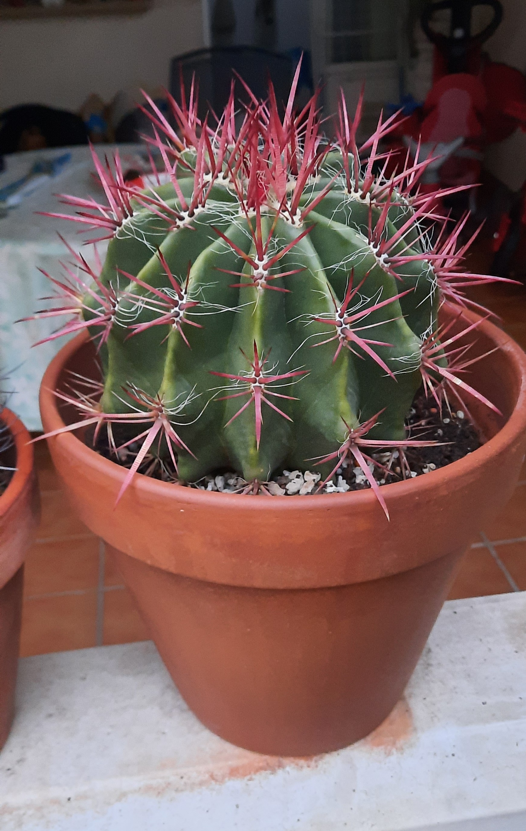 Ferocactus Stainesii