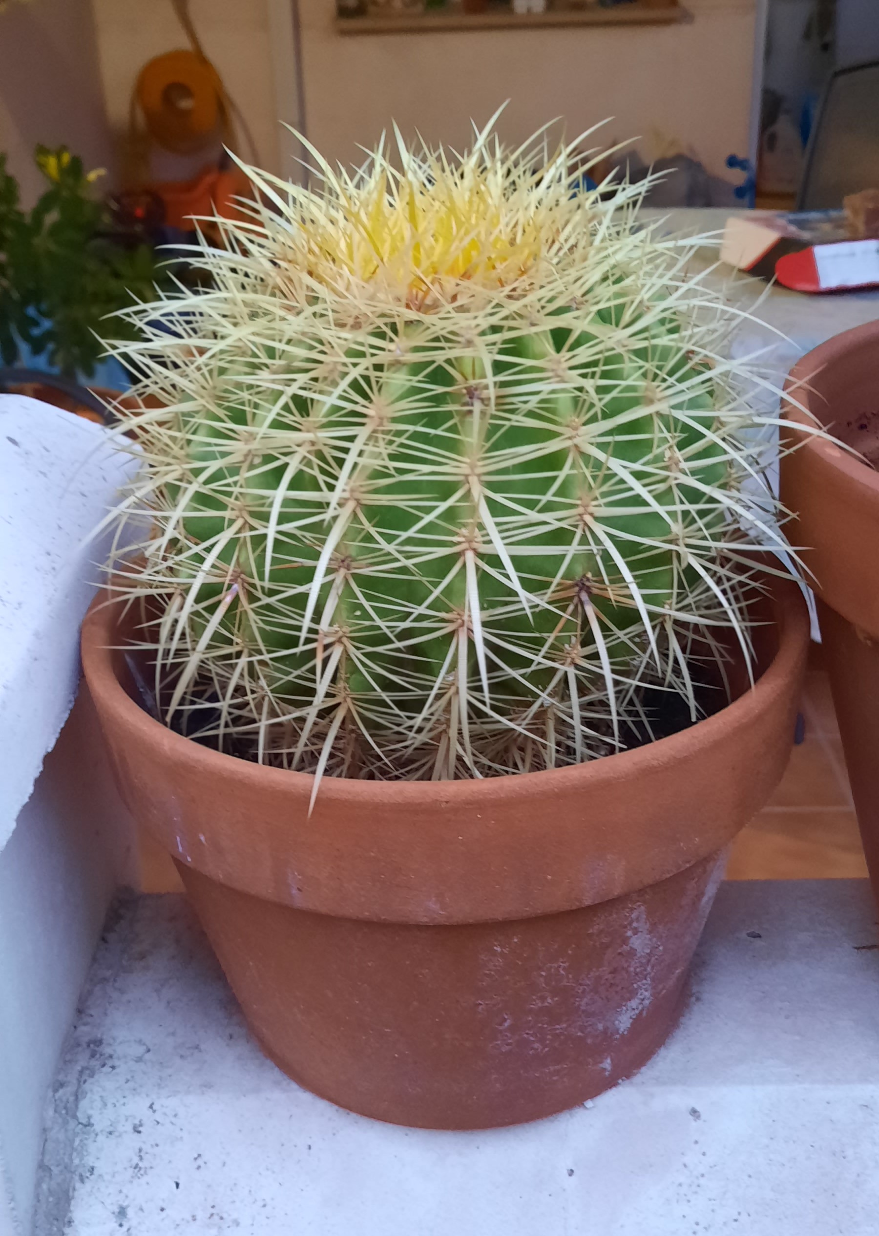 Echinocactus grusonii