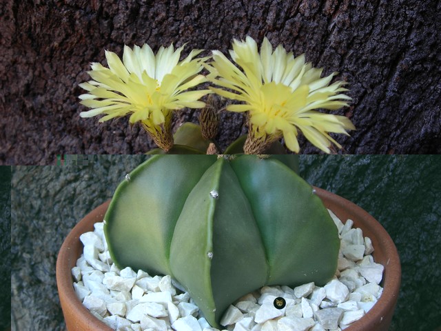 Astrophytum coahuilense v.nudum.jpg