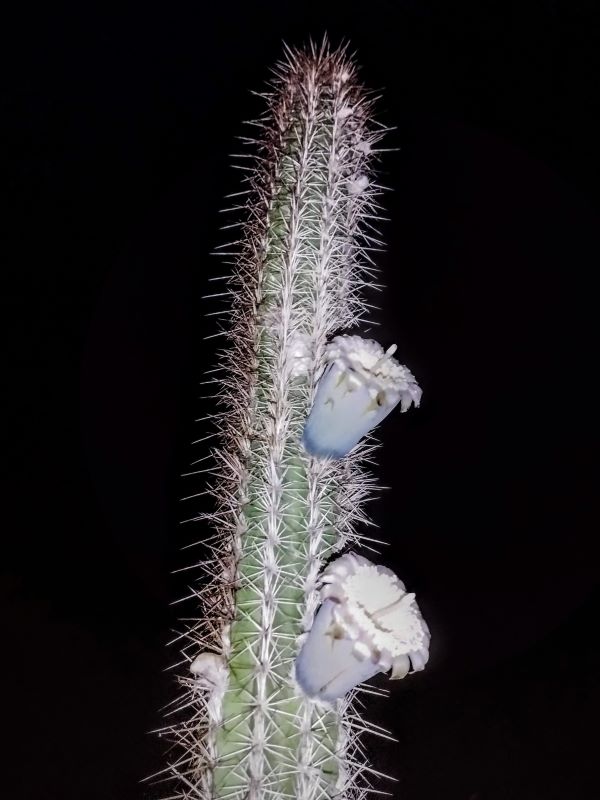 Pilosocereus lanuginosus