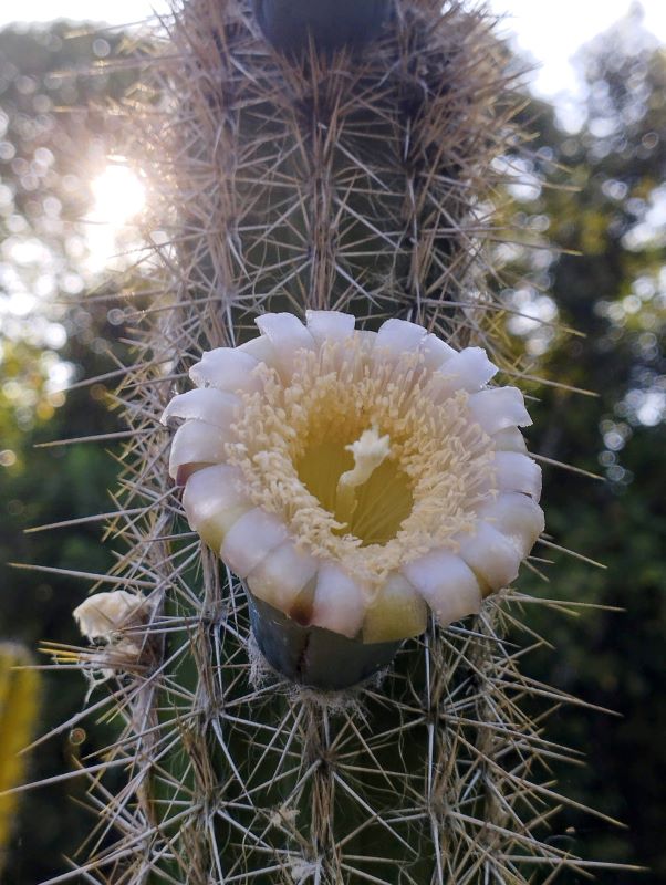 Pilosocereus lanuginosus flor