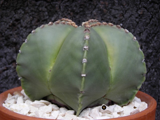 Astrophytum myriostigma v. nudum..jpg
