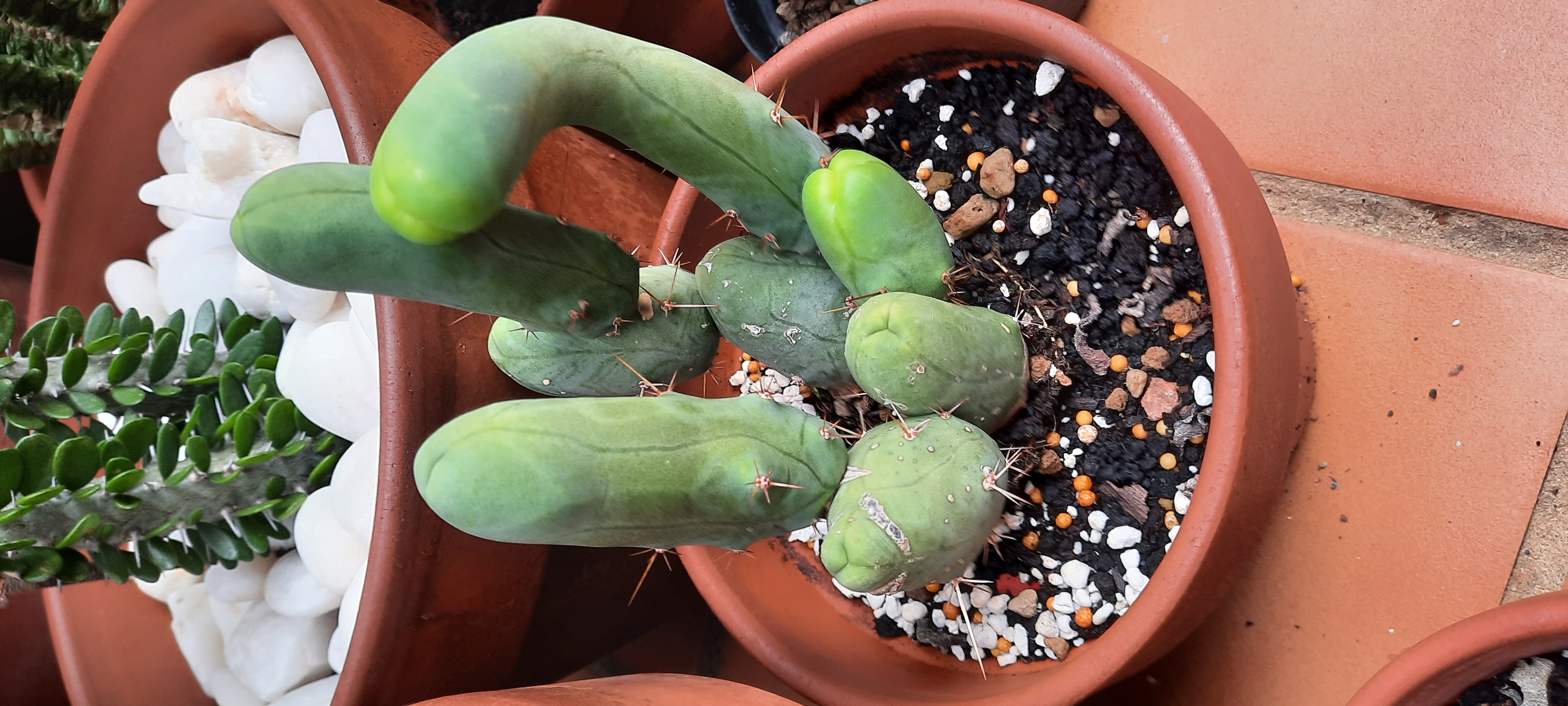 Trichocereus Bridgesii Monstruoso