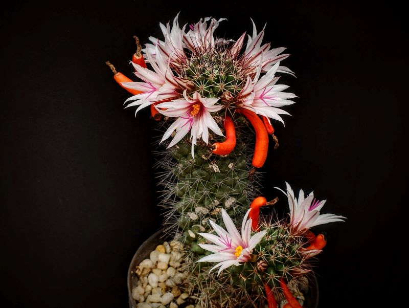Mammillaria fraileana