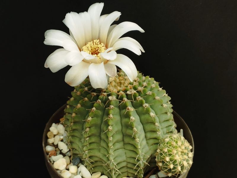 Gymnocalycium stellatum