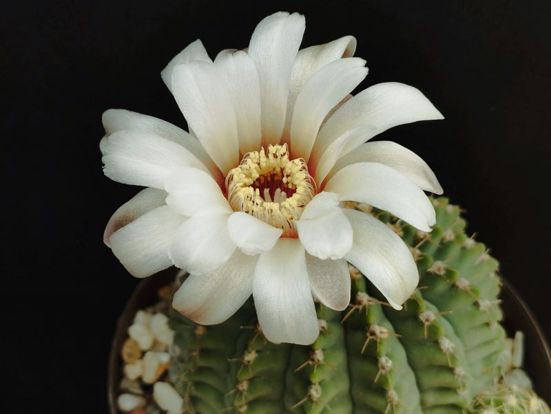 Gymnocalycium stellatum flor